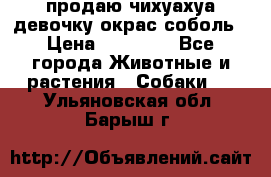 продаю чихуахуа девочку,окрас соболь › Цена ­ 25 000 - Все города Животные и растения » Собаки   . Ульяновская обл.,Барыш г.